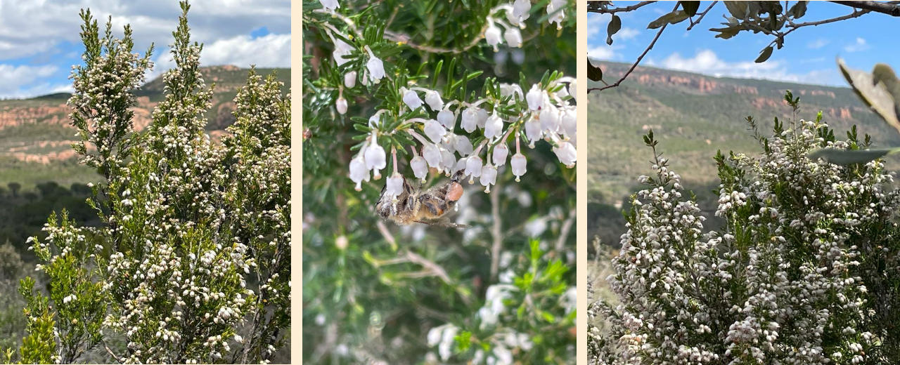 Weißblühende Baumheide in der provenzalischen Macchia Weißblühende Baumheide, Landschaftsansicht und Pflanze mit Biene