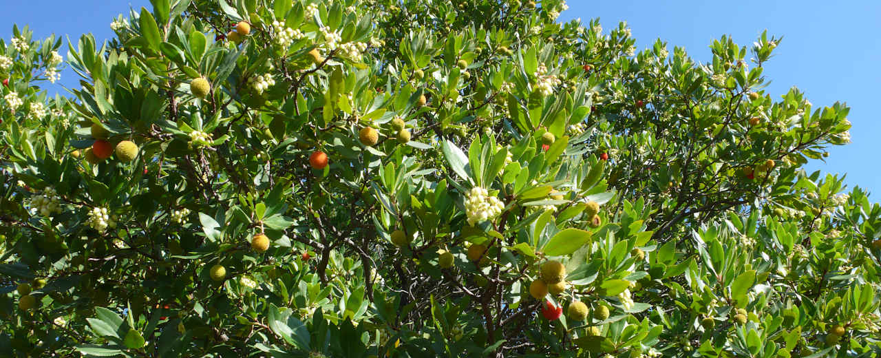 Erdbeerbaum in der provenzalischen Macchia Erdbeerbaum, Blüte und Früchte
