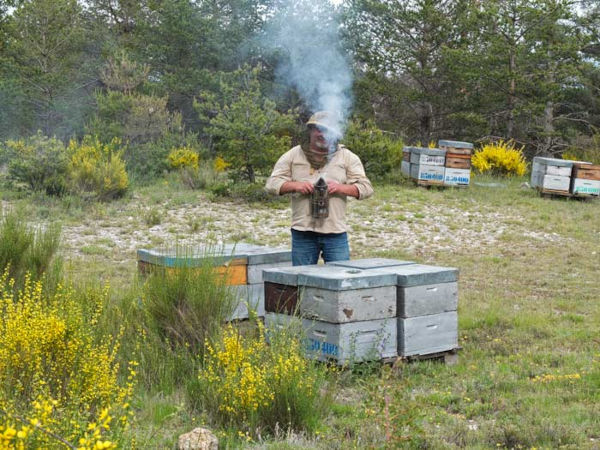 François Lapoonche kontrolliert seine Bienenstöcke Imker und Bienenstöcke in der provenzalischen Garrigue