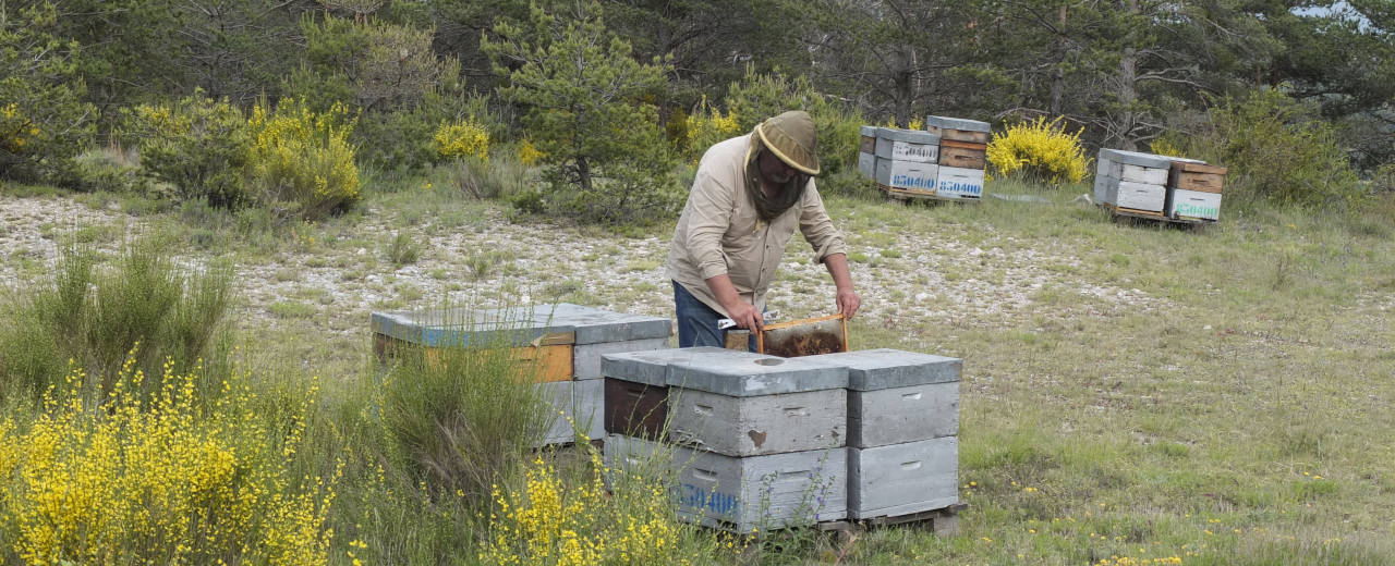 Imker François Laponche bei der Arbeit François Laponche kontrolliert seine Bienenstöcke