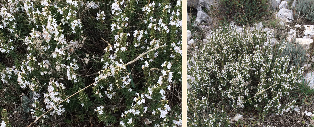 Bergbohnenkraut (mit Biene!) in der provenzalischen Garrigue Bergbohnenkraut in der Natur