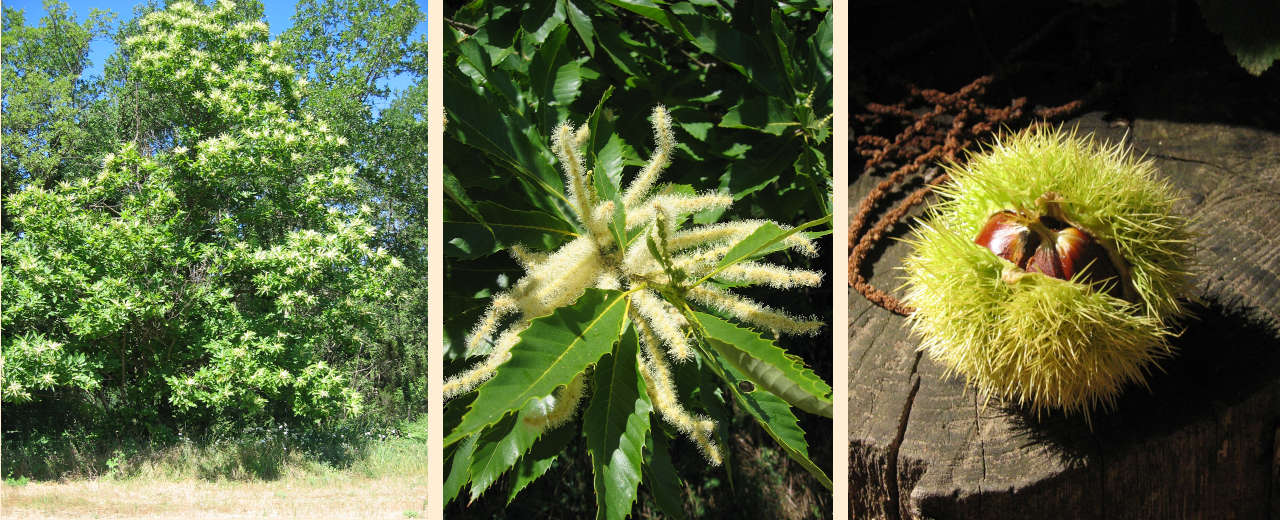 Marone oder Edelkastanie in den provenzalischen Mauren: ganzer Baum, Blüte, Frucht Edelkastanienbaum, Blüte, Frucht